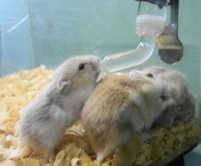 Hamsters Rusos Bebes