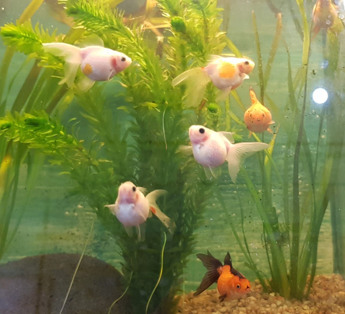 Peces goldfish perlado